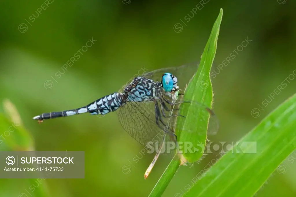 A male Trumpet Tail dragonfly (Acisoma panorpoides) eating a damselfly, Kuala Lumpur, Malaysia.