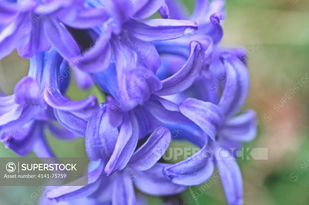 Blue hyacinth. A spear of blue Dutch hyacinth brightens the drab world.