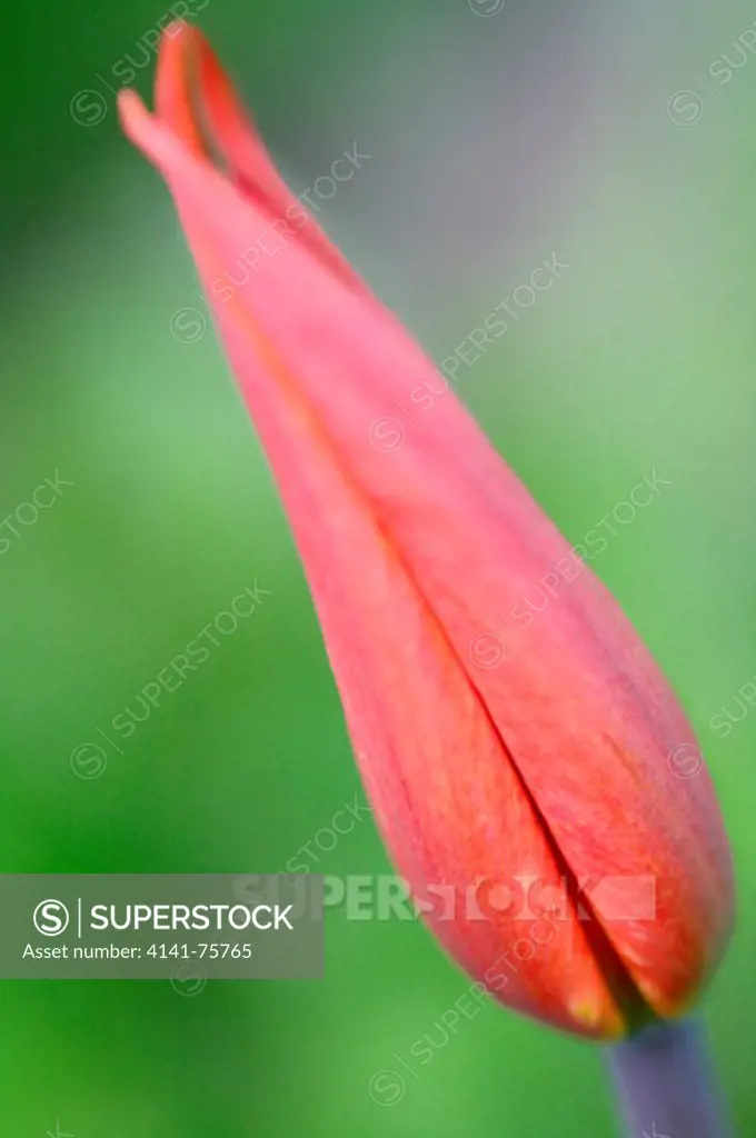 Pink tulip bud against a background of soft green and blue. IMpressionistic photography with soft pastels of lone tulip bud.