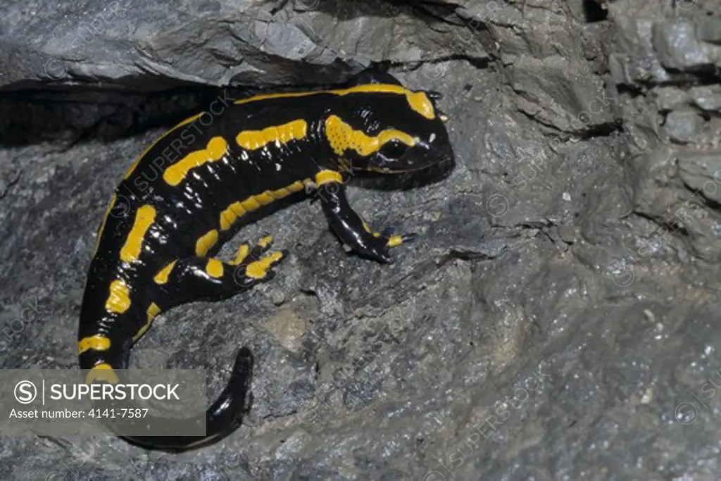 fire salamander in cave salamandra salamandra during hibernation period march canton of aargau switzerland 