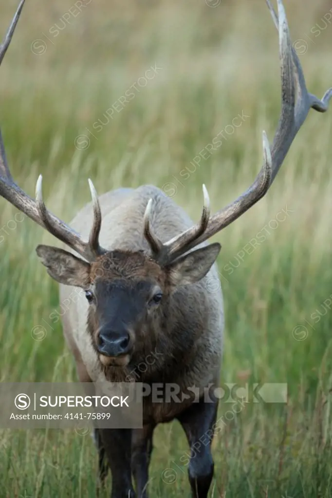 Bull Elk, Cervus canadensis, grazing, Yellowstone National Park