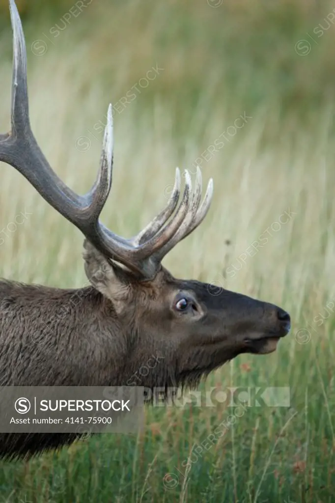 Bull Elk, Cervus canadensis, grazing, Yellowstone National Park