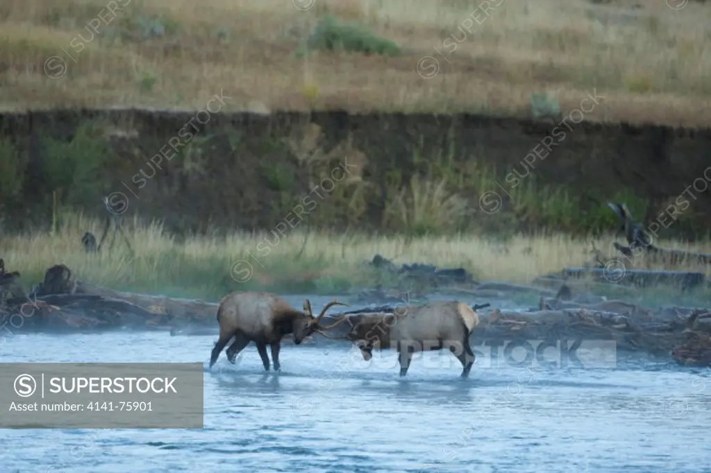 Bull Elk, Cervus canadensis, fighting, Yellowstone National Park