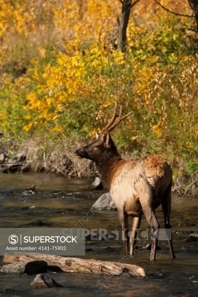 Bull Elk, Cervus canadensis, crossing the river, Yellowstone National Park