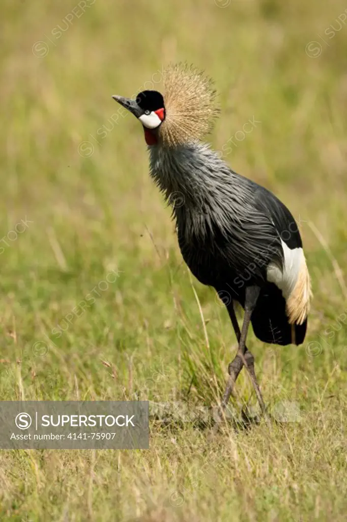 Grey-crowned Crane, Balearica regulorum, Lower Mara, Masai Mara Game Reserve, Kenya Africa, in grassland, alert, calling