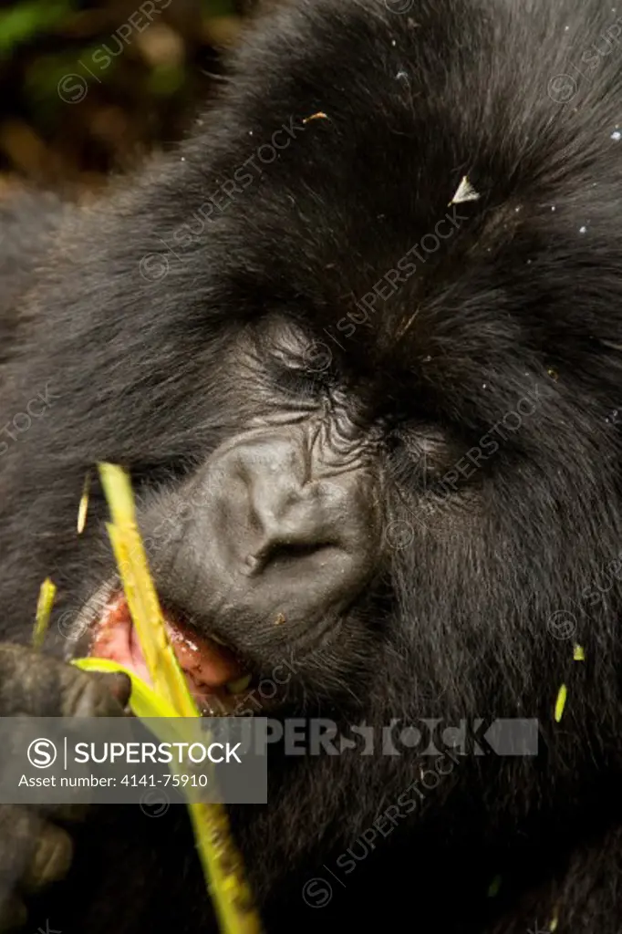 Mountain gorillas, Gorilla gorilla beringei,  ENDANGERED, Hirwa group, juvenile, eating fern, Volcanoes National Park, Rwanda