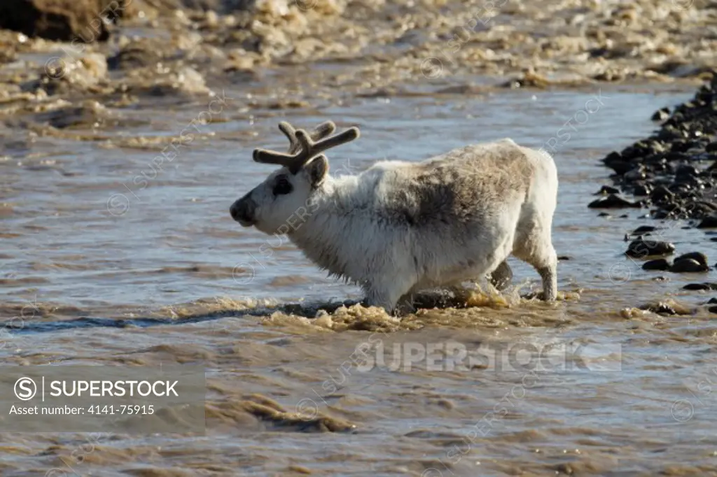 Reindeer,Rangifer tarandus, crossing stream, Longyearbyen, Spitsbergen, Svalbard, Norway, Europe
