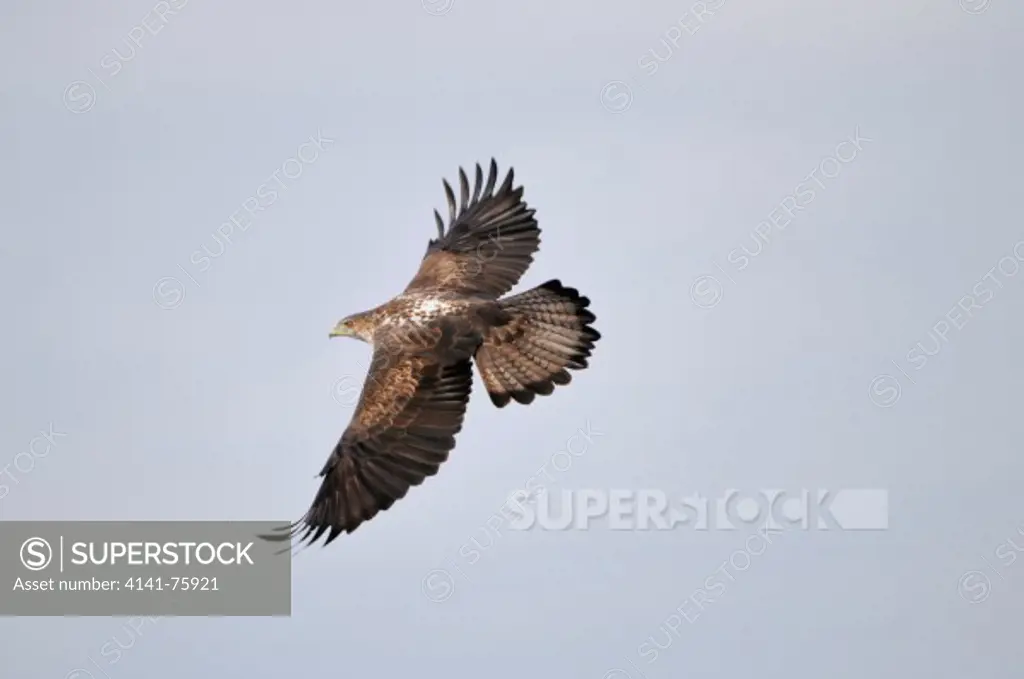 BONELLI'S EAGLE (Aquila fasciata   / Hieraetus fasciatus) in flight. Lleida, Catalonia. Spain.