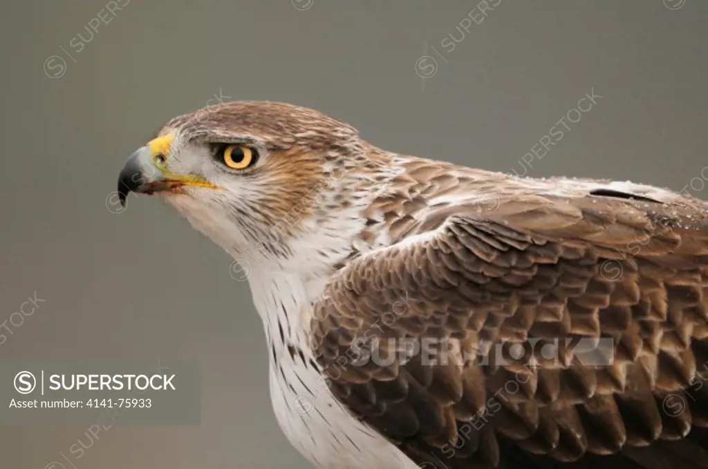 BONELLI'S EAGLE (Aquila fasciata   / Hieraetus fasciatus). Male portrait. Lleida, Catalonia. Spain.