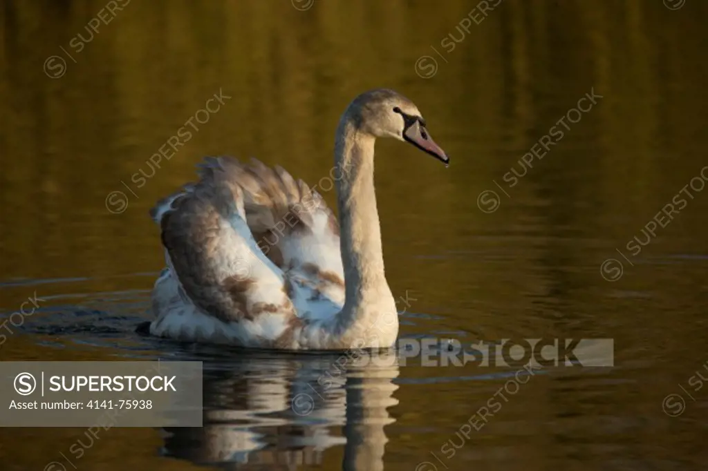 Mute swan, Cygnus olor juvenile