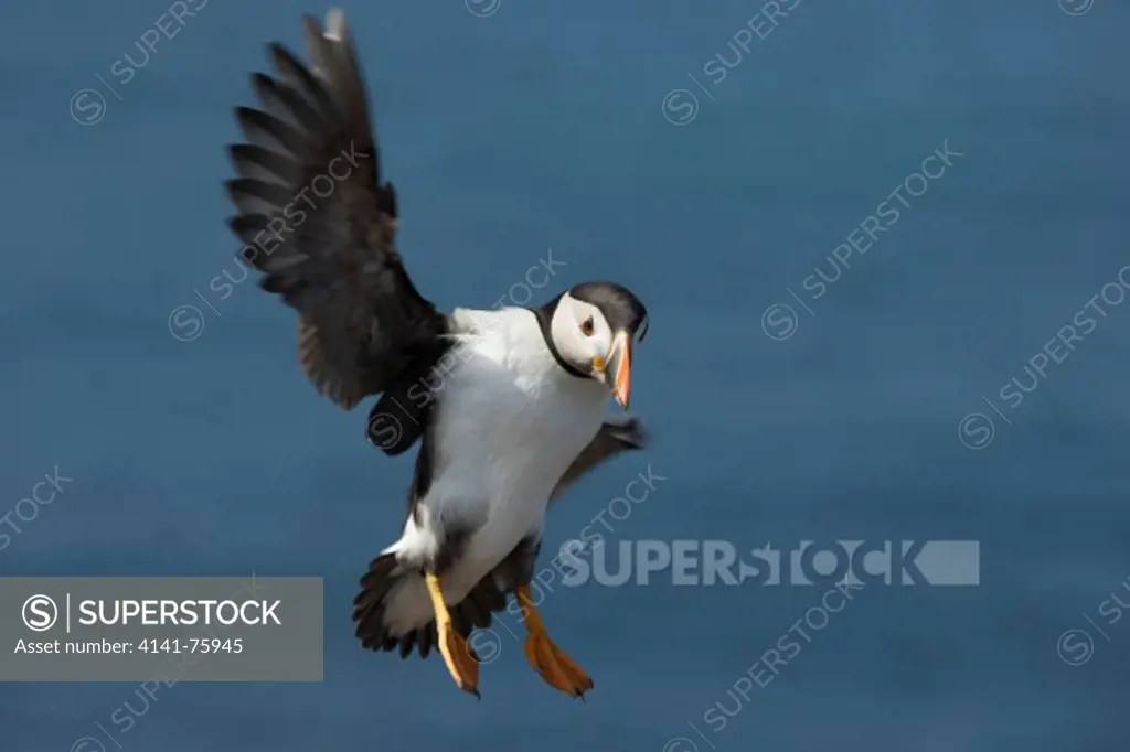 Puffin, Fratercula arctica, in flight coming to land