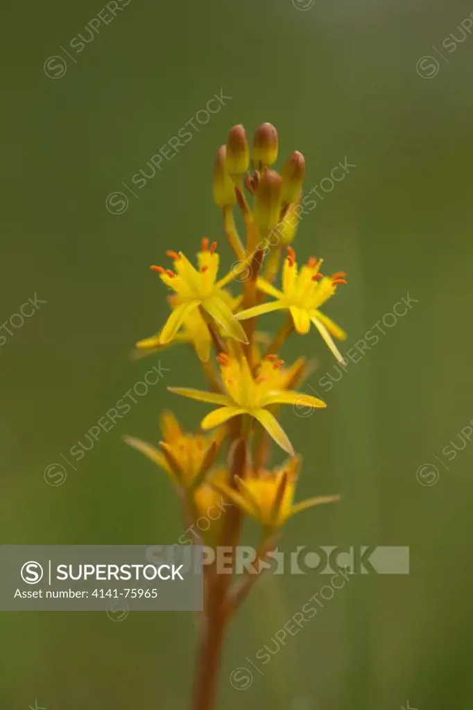 Bog asphodel, Narthecium ossifragum, plant of Western Europe, found on wet, boggy moorlands up to about 1000 m in elevation. It produces spikes of bright yellow flowers in summer.