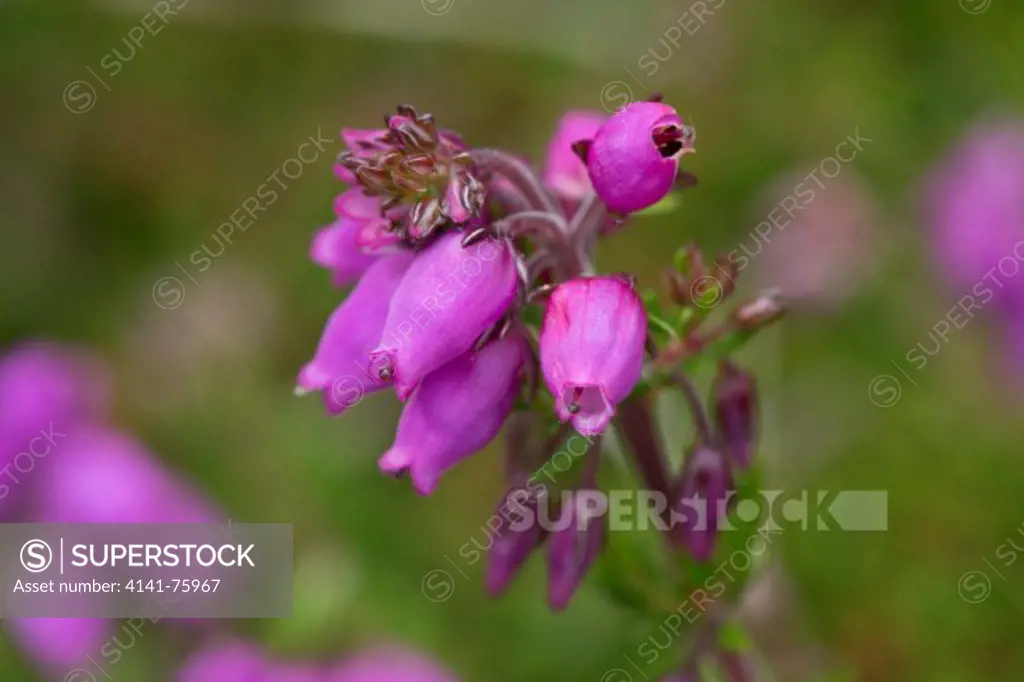 Bell heather, Erica cinerea, a flowering plnt of heathland, acidic soils, open woodland and even coastal areas