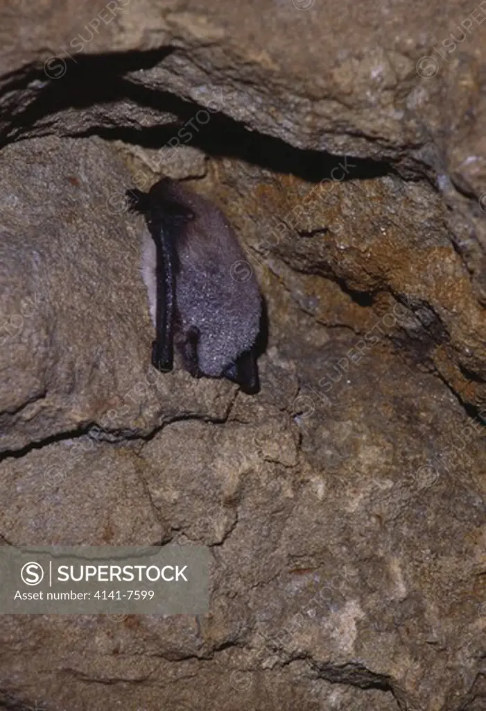 daubenton's bat hibernating in cave myotis daubentoni aargau switzerland march 