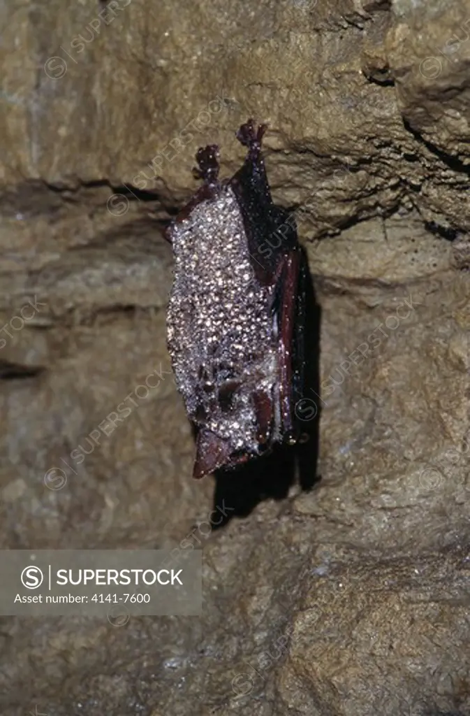 greater mouse-eared bat myotis myotis hibernating in cave with condensation on fur aargau switzerland.