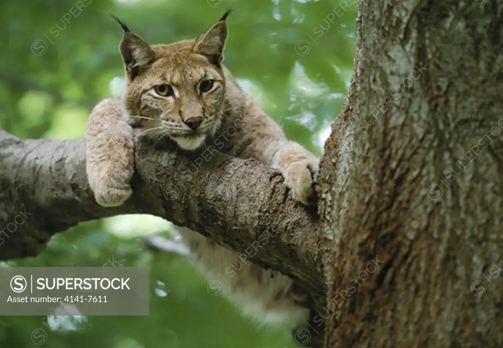 eurasian lynx in tree felis lynx clinging to branch. switzerland. captive animal