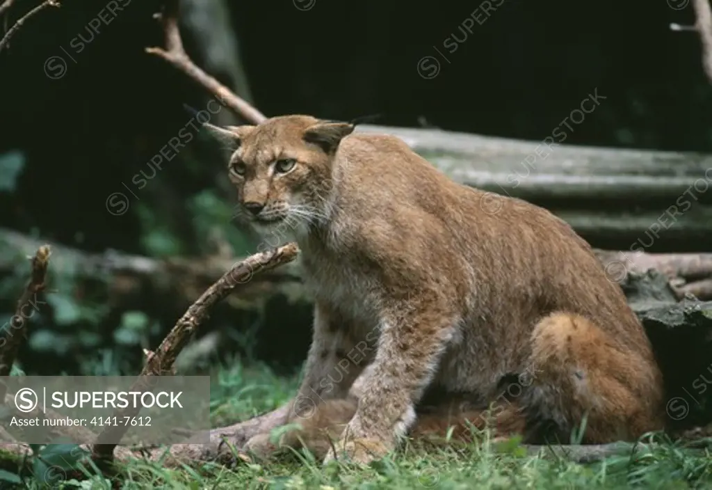 eurasian lynx suckling young felis lynx (in captivity) july switzerland