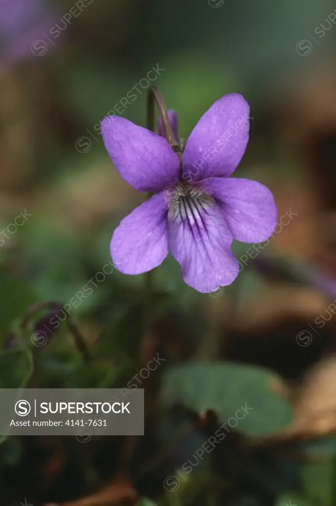 early dog-violet march viola reichenbachiana flower close detail canton of zurich switzerland 