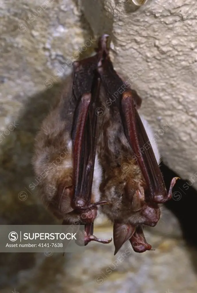 mouse-eared bats hibernating myotis myotis in cave switzerland january