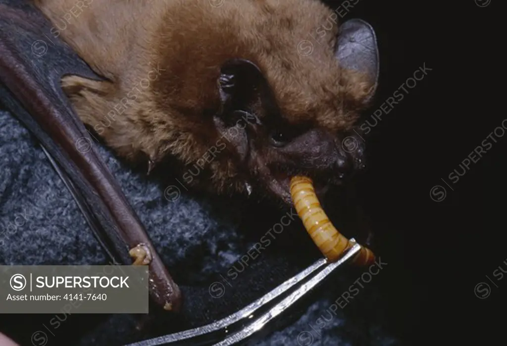 noctule bat being fed nyctalus noctula (in captivity) february canton of zurich switzerland