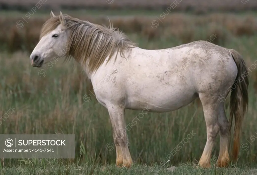 camargue wild horse equus caballus camargue bouches-du-rhone southern france 