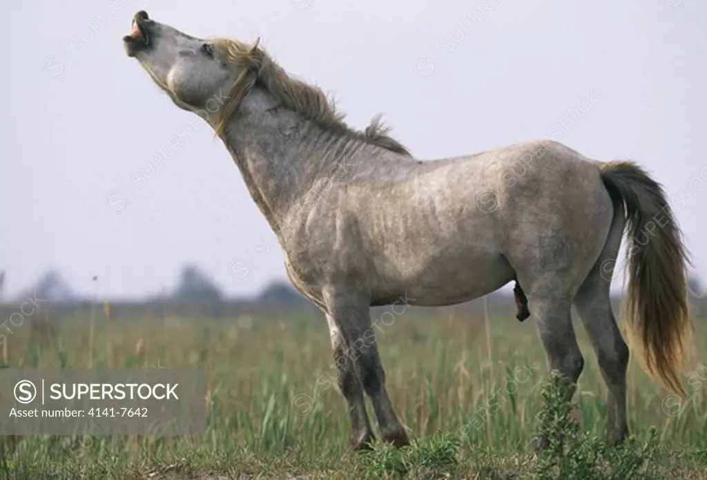 camargue wild horse stallion equus caballus calling. camargue france. april.