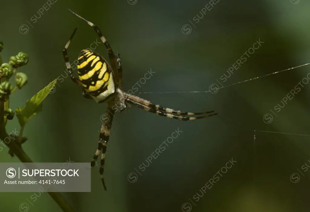 wasp spider female on web argiope bruennichi august canton of zurich switzerland 