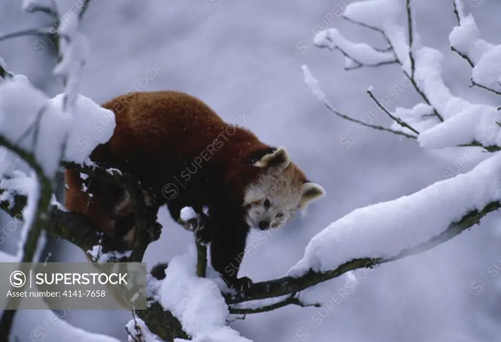 lesser panda or red panda ailurus fulgens on snow-laden branch in zoo switzerland november