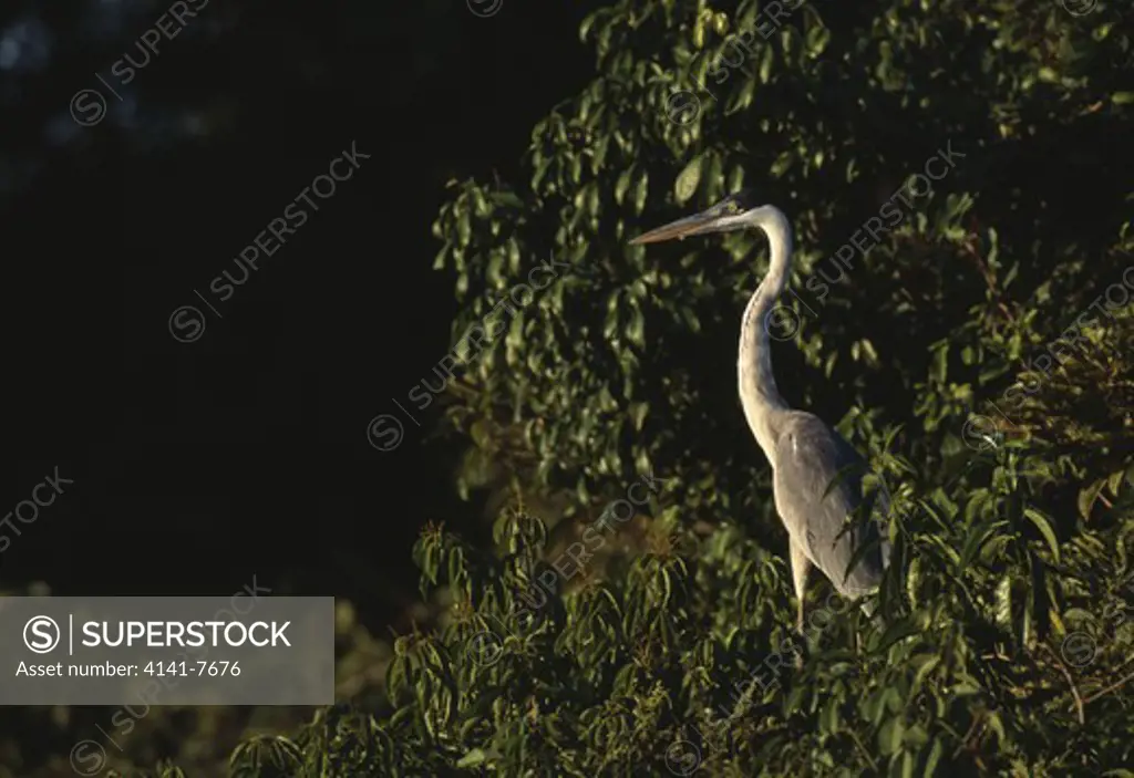 white-necked heron ardea cocoi llanos de apure venezuela