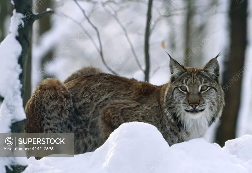 eurasian lynx (in captivity) felis lynx on snow. february switzerland