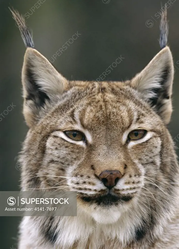 european lynx close-up of head felis lynx march. captive animal. 