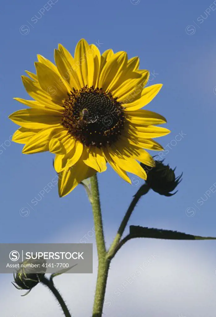 sunflower with bee helianthus annuus switzerland. september.