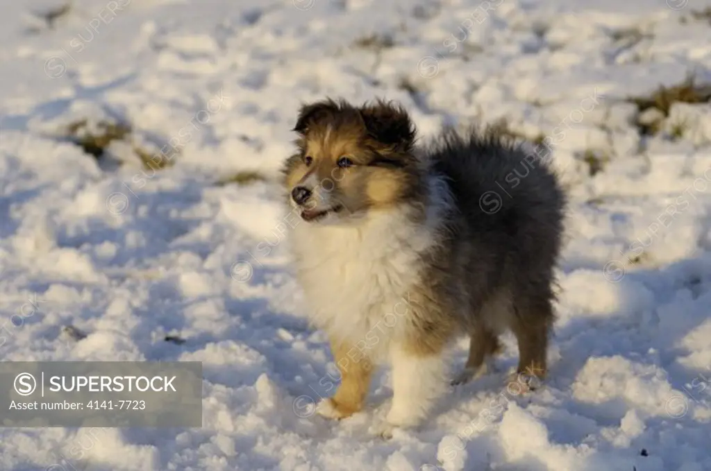 shetland sheepdog or sheltie puppy in snow canis lupus familiaris approximately 10 weeks old switzerland. 