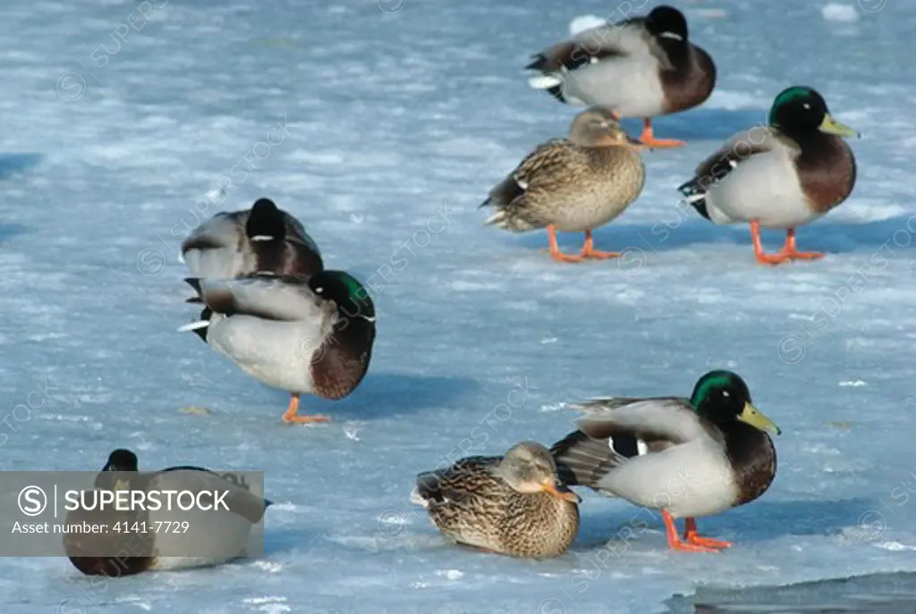 mallard duck anas platyrhynchos group of eight on ice norway 