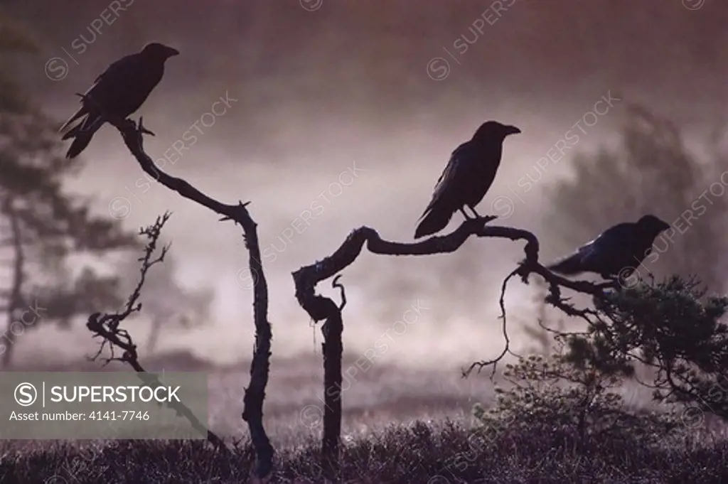 ravens three silhouetted, corvus corax on branches in mist 