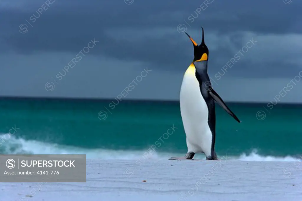 king penguin aptenodytes patagonicus male calling falkland islands