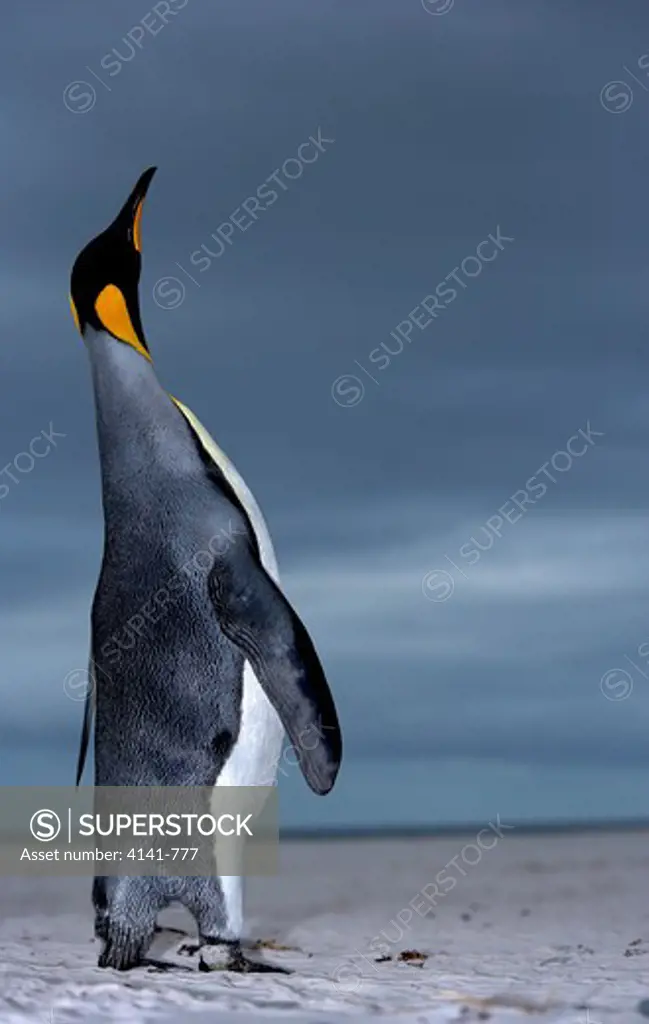 king penguin aptenodytes patagonicus male calling falkland islands