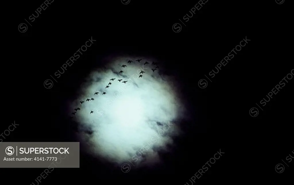 eider ducks in flight at night somateria mollissima silhouetted against moon