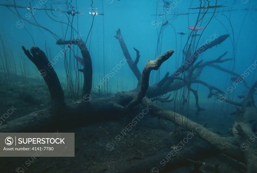 forest pond view underwater with water-lily stems