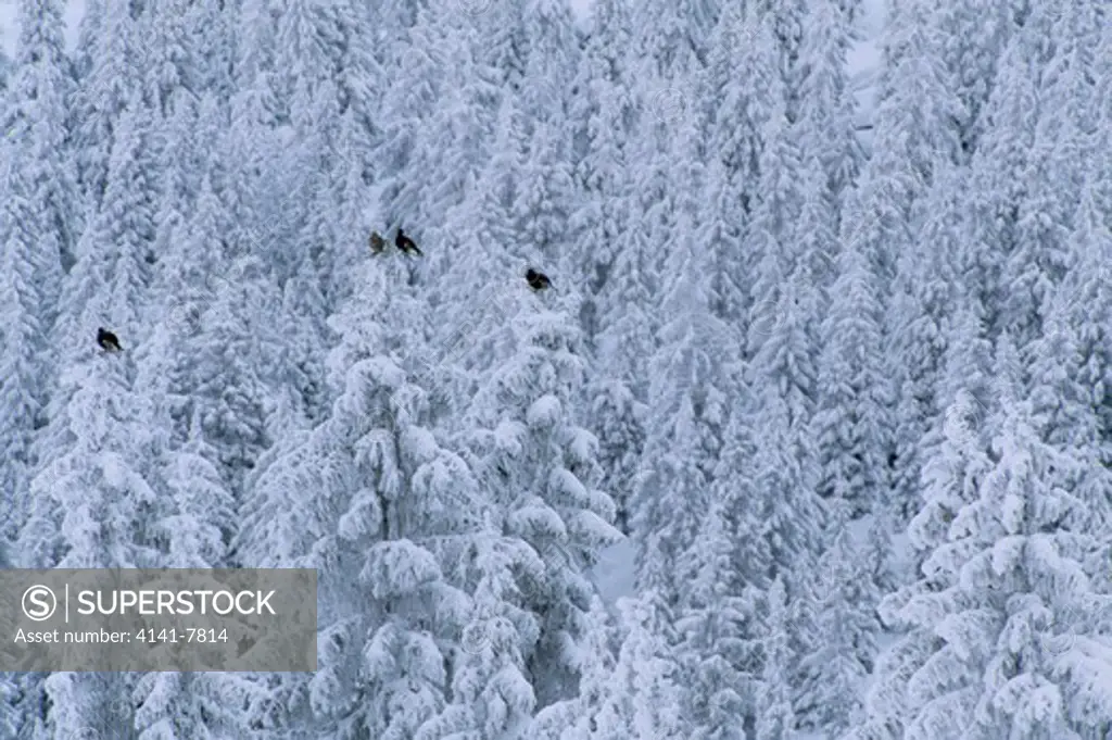 black grouse group tetrao tetrix on snow-laden conifer tops gudbrandsdalen, norway