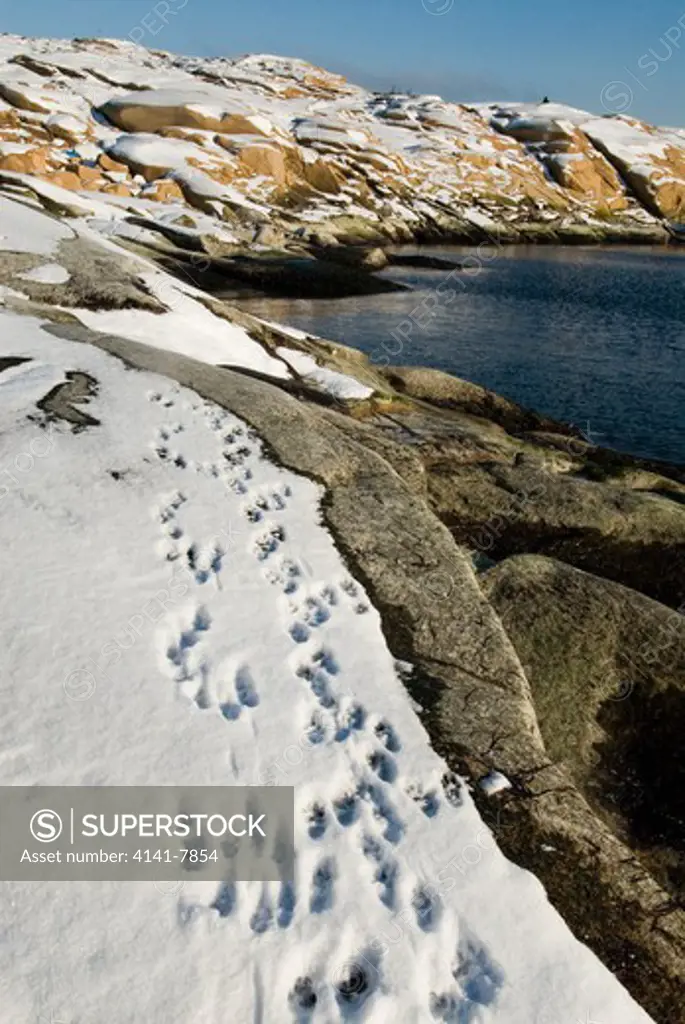 american mink tracks in snow mustela vison norway.
