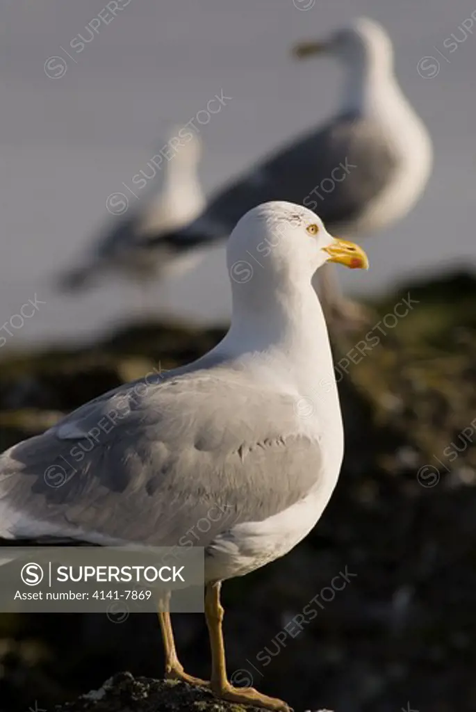 herring gull (larus argentatus) norway