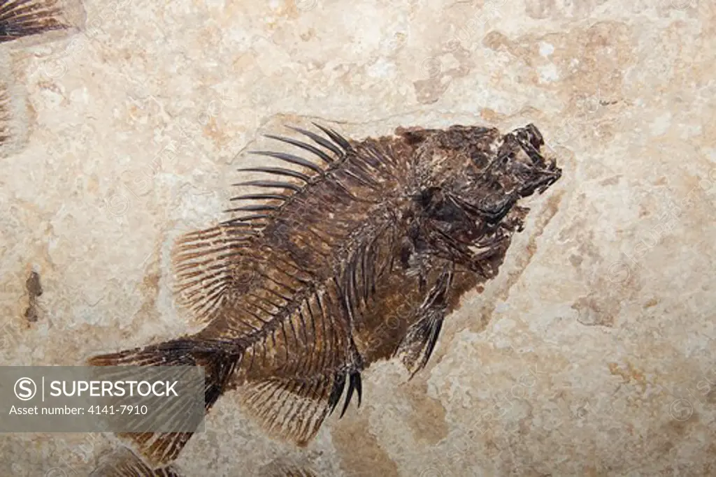 fossil fish, priscacara liops, green river formation, wyoming, usa