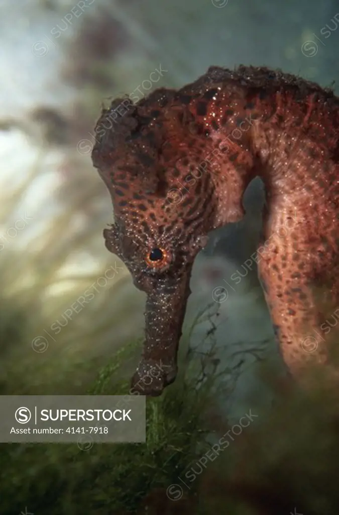 lined seahorse hippocampus erectus virgin islands caribbean 
