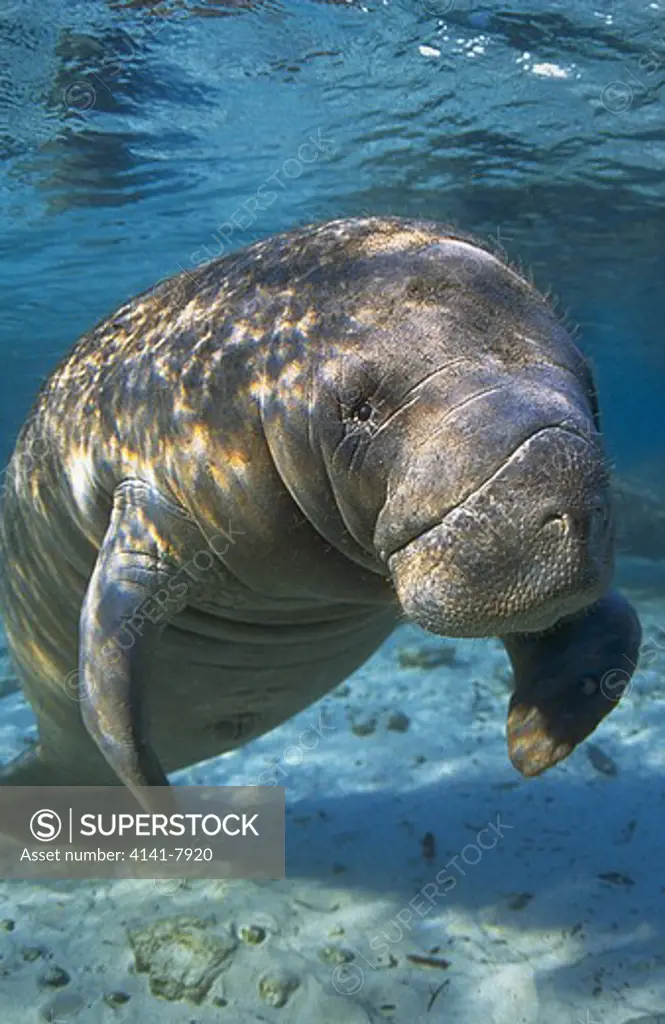 west indian manatee or sea cow trichechus manatus (also called caribbean/florida manatee)
