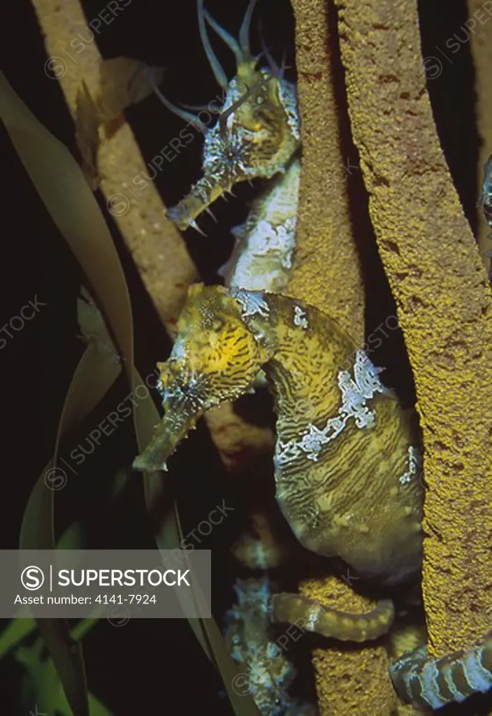 lined seahorses hippocampus erectus biscayne national park florida usa 