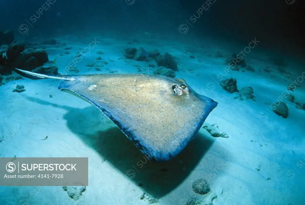southern stingray dasyatis americana caribbean sea 