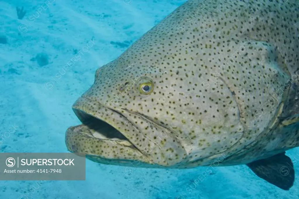 goliath grouper (epinephelus itajara) endangered species florida keys national marine sanctuary florida