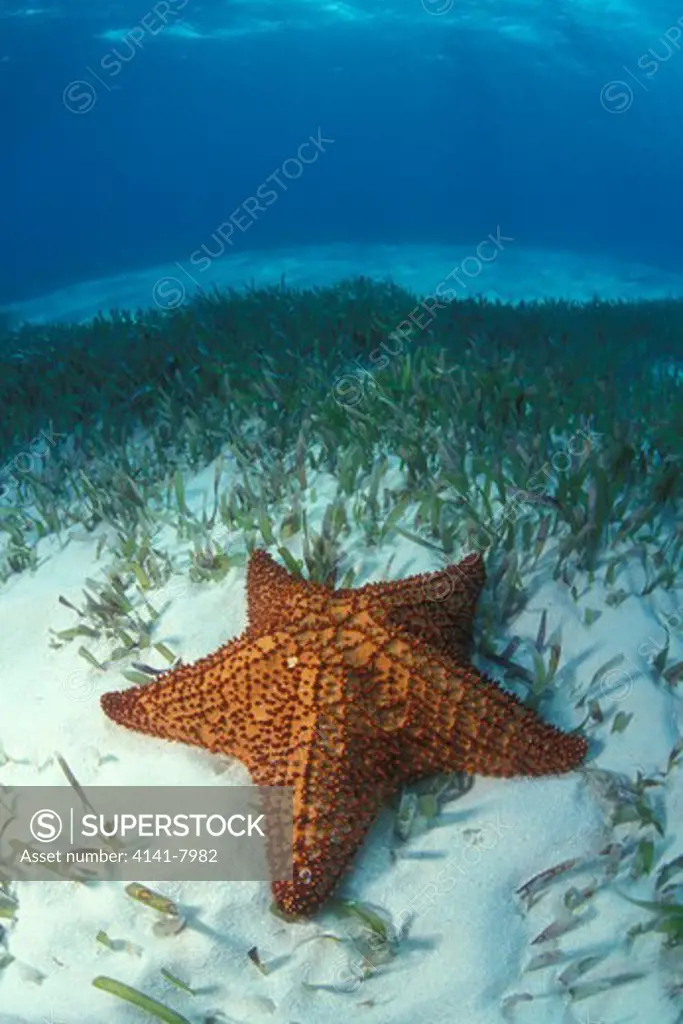 cushion sea star (oreaster reticulatus) florida keys national marine sanctuary usa