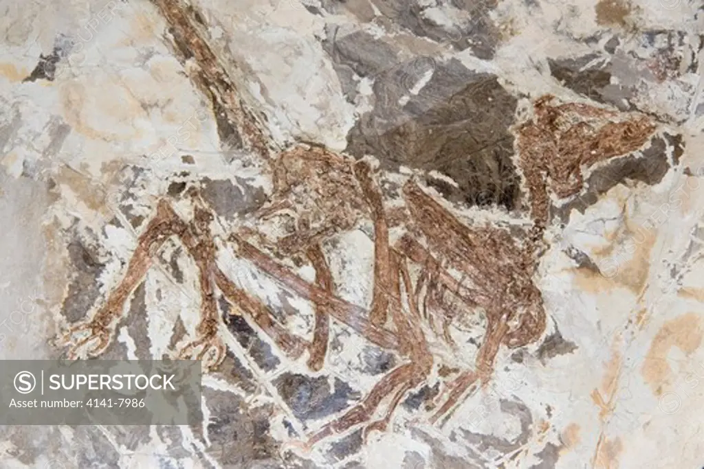 microraptor fossil (microraptor gui) china